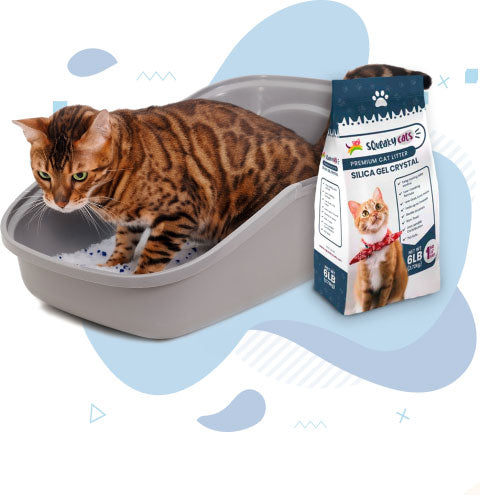 Brown cat with cat litter