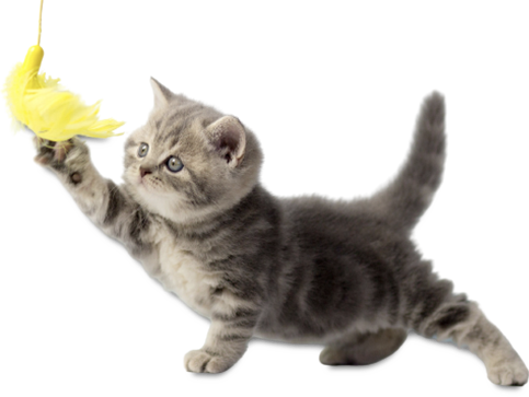 Gray cat playing with toy