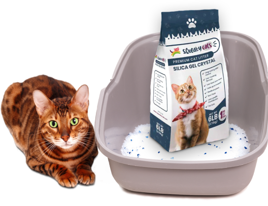 Litter with Cat Intro