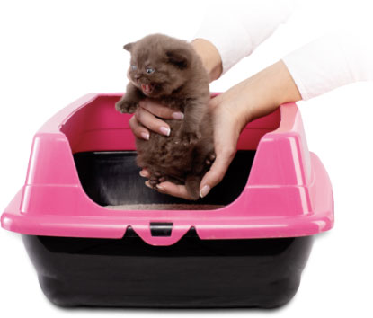 Brown cat with cat litter